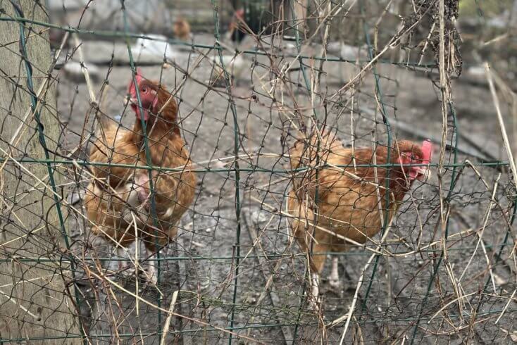 Сельхозпроизводство в 2025 году увеличилось на 0,2%, в 2024-м рост был на 3,4%