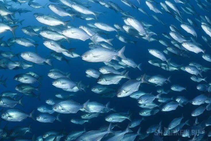 В Пакистане выросло число вакансий для желающих заняться переработкой рыбы в Бресте