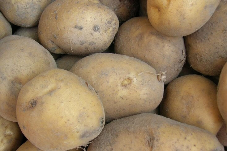 Łukašenka says potato shortages likely to persist for a month