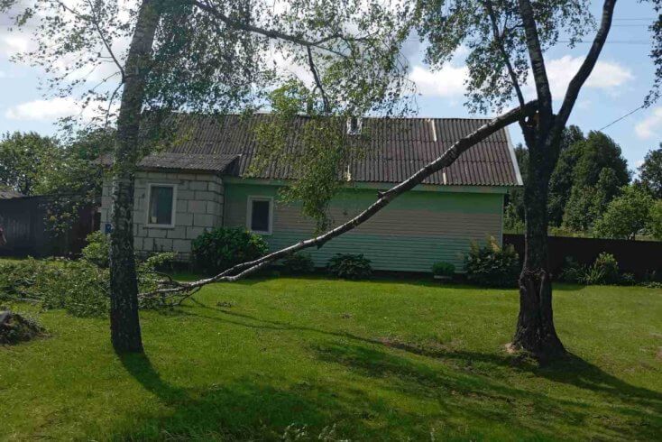 Падения деревьев из-за непогоды зафиксированы во всех регионах Беларуси, кроме Брестской и Гомельской областей