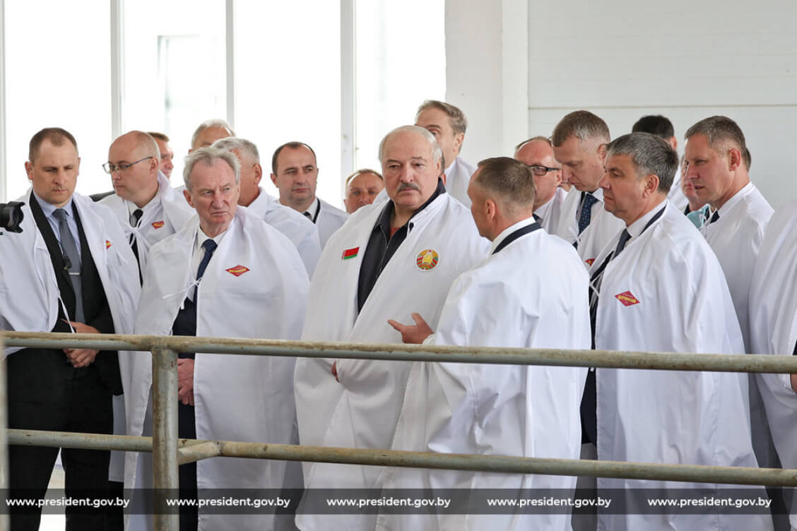 На фоне падения поголовья КРС Лукашенко утверждает, что власти 