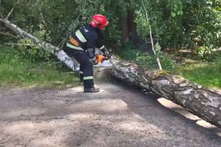 У Ждановічах дрэва, якое ўпала з-за ветру, пашкодзіла аўтамабіль