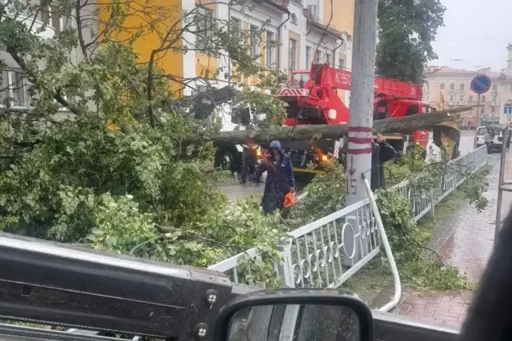 В Гомеле ветер повалил 12 деревьев — МЧС