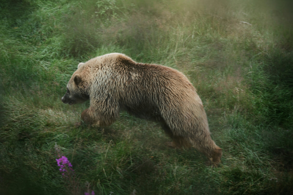 Environmentalists sound alarm over bear hunting in Belarus