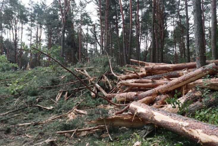 В Могилевской области придется вырубить около 2,2 тыс. га леса, поврежденного июльским ураганом