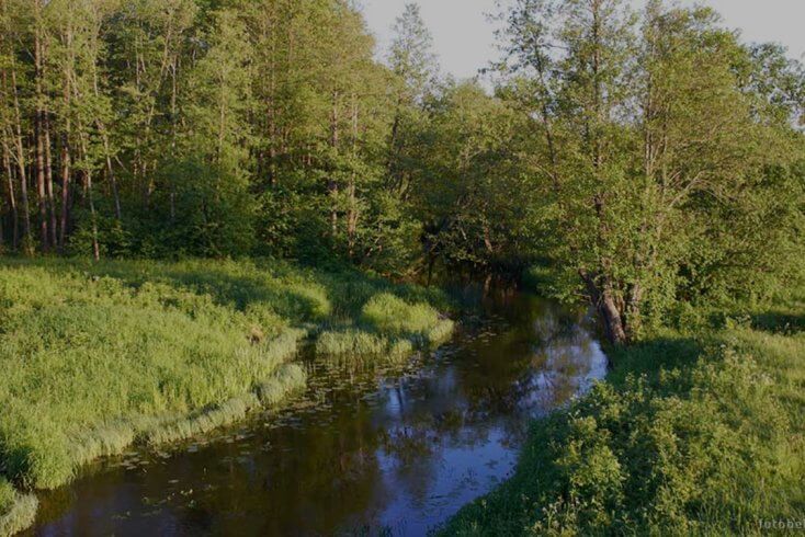 В реке Плиса в Борисове зафиксирован мор рыбы — Минприроды