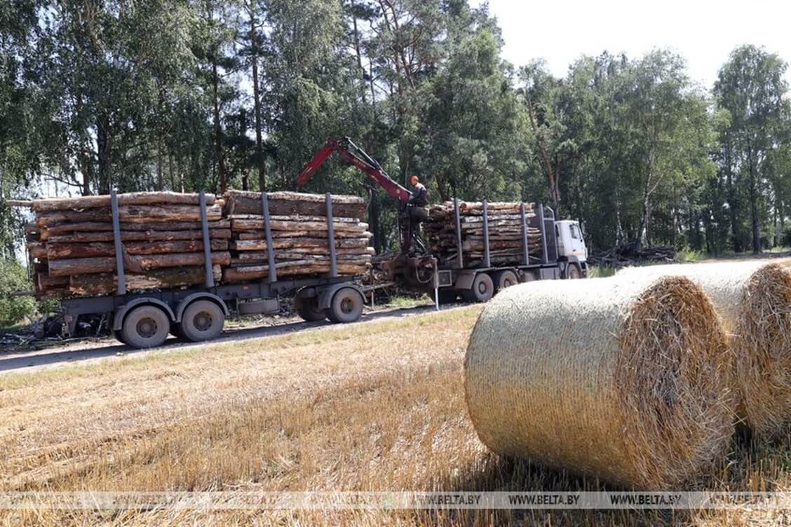 Последствия прошлогоднего урагана для лесов и полей до сих пор не ликвидированы