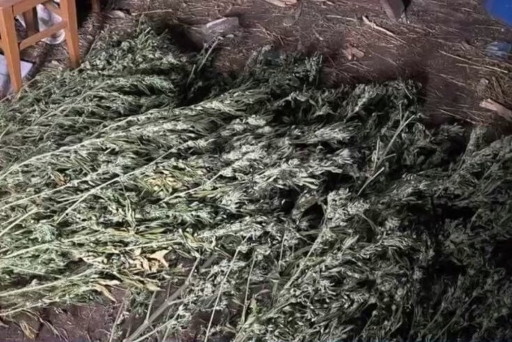 У жителя Гродненской области изъято более 5 кг марихуаны