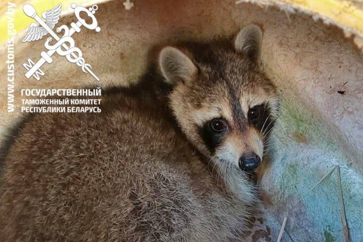 Обнаруженный в прибывшем из США автомобиле енот останется на карантине минимум до 17 января