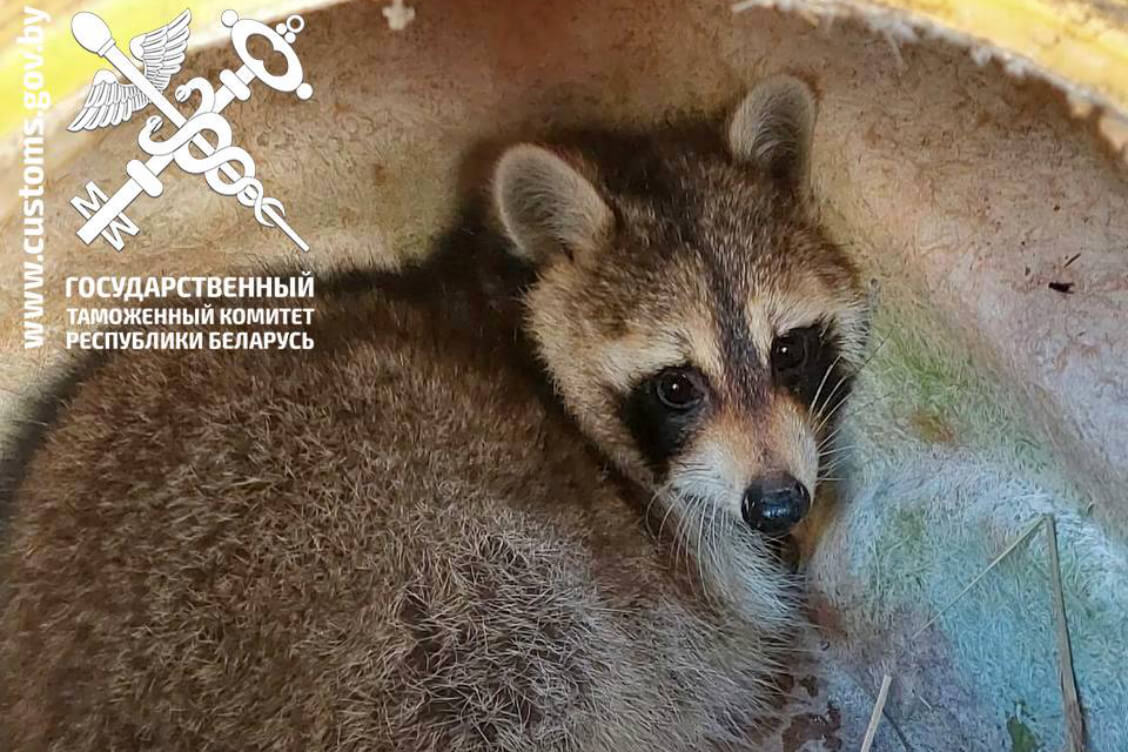 Янот, знойдзены ў аўтамабілі, што прыбыў з ЗША, застанецца на каранціне мінімум да 17 студзеня