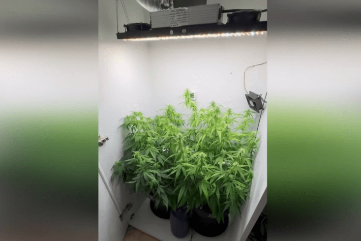 Супраць 39-гадовага мінчука распачатая крымінальная справа за вырошчванне ў кватэры марыхуаны