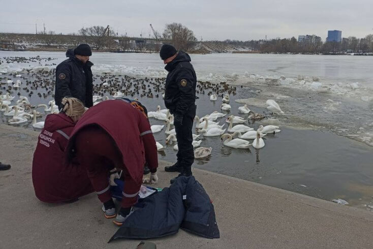 У Брэсце падчас кармлення птушак у рацэ Мухавец патанула пажылая жанчына