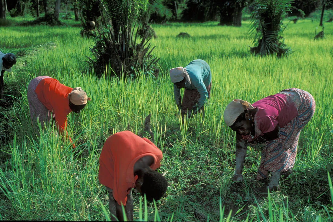Лукашэнка хоча больш супрацоўнічаць з Ганай у галіне сельскай гаспадаркі, прамкааперацыі, нафтахіміі
