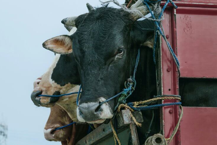 Россия вновь не пропустила партию крупного рогатого скота с территории Беларуси