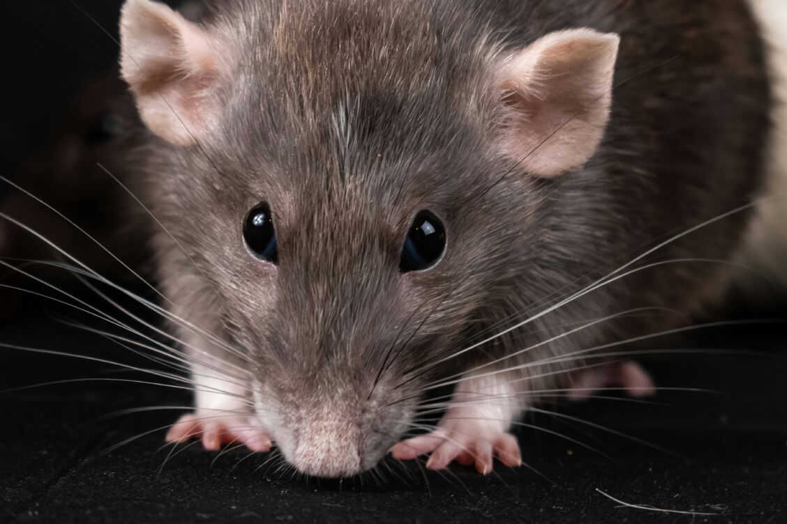 Лукашенко потребовал ужесточить подготовку водителей, чтобы за руль не садились 