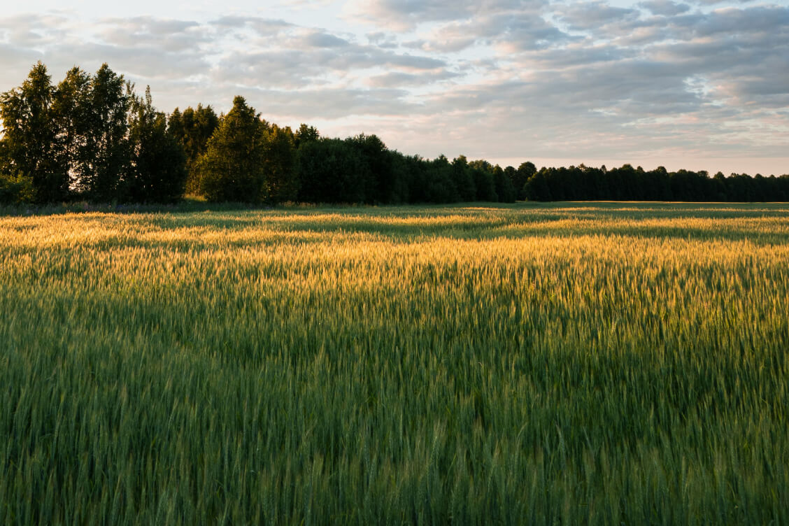 Урад дазволіў выкарыстоўваць больш як 1,3 тыс. га пацярпелых ад аварыі на ЧАЭС земляў, каля траціны — з абмежаваннямі