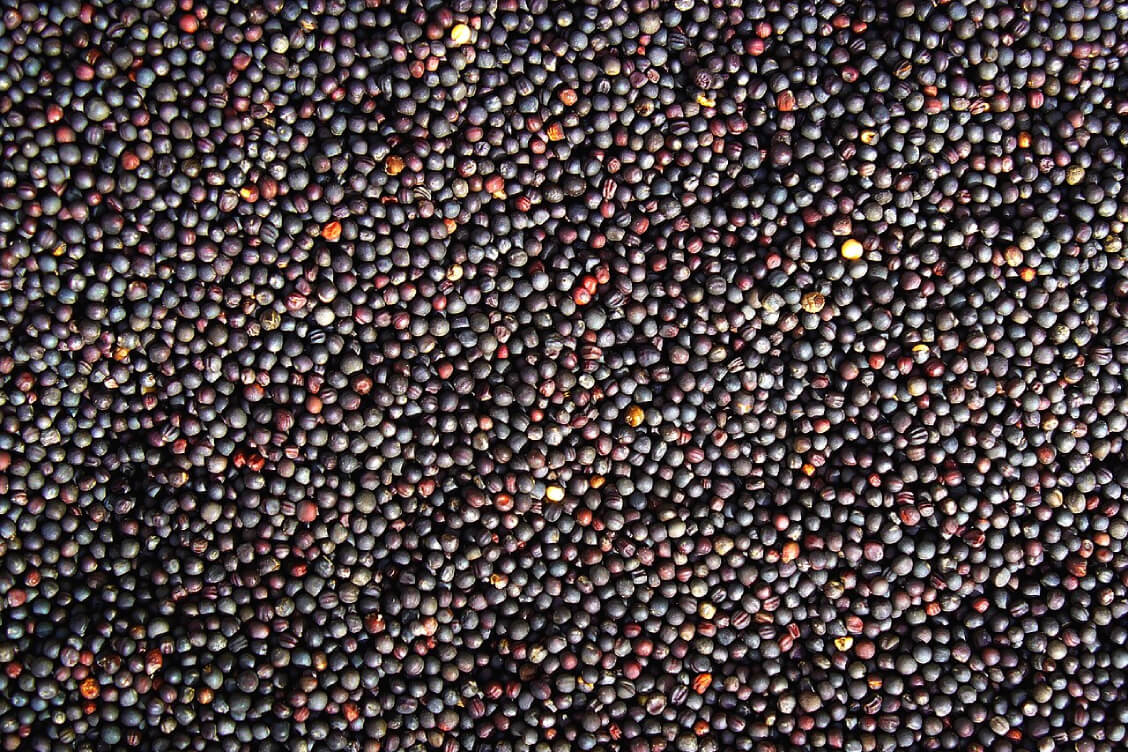 У Мінскай вобласці службовых асоб падазраюць у продажы больш за 1 тыс. т чужога насення і прысабечванні сродкаў