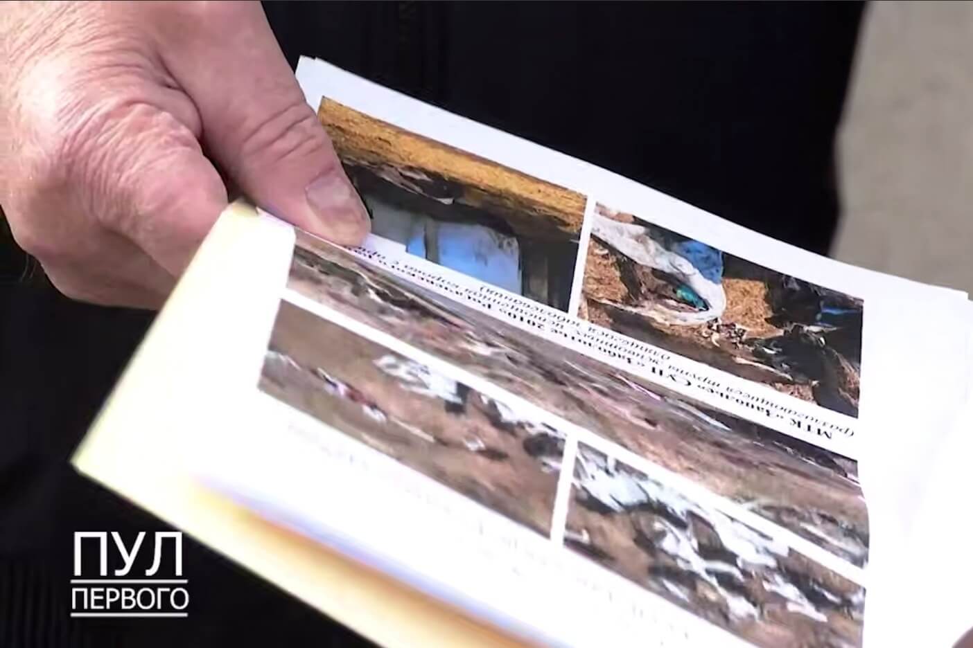 Старшыні КДК будзе даручана распачаць крымінальную справу за падзеж жывёлы на сельгаспрадпрыемстве 