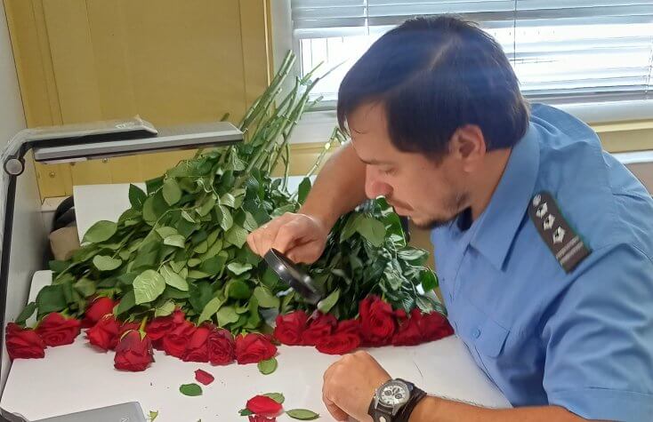 Из Минска в Московскую область везли розы, зараженные опасным вредителем — цветы сожгли в России