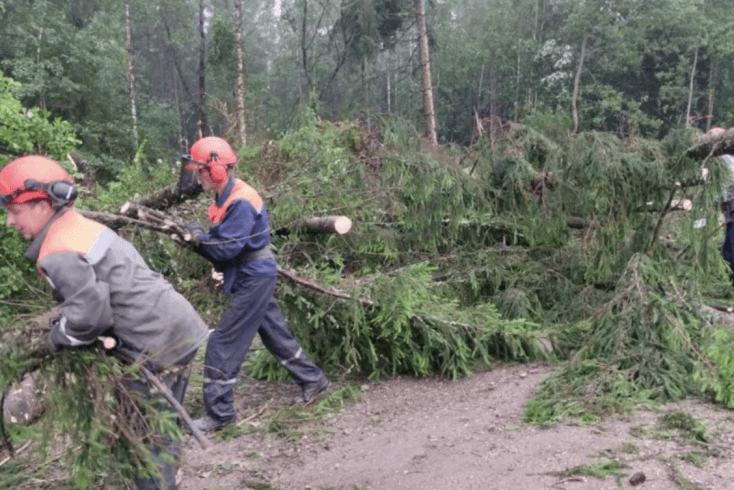 Ураган знішчыў 70 гектараў лесу ў Гродзенскай вобласці