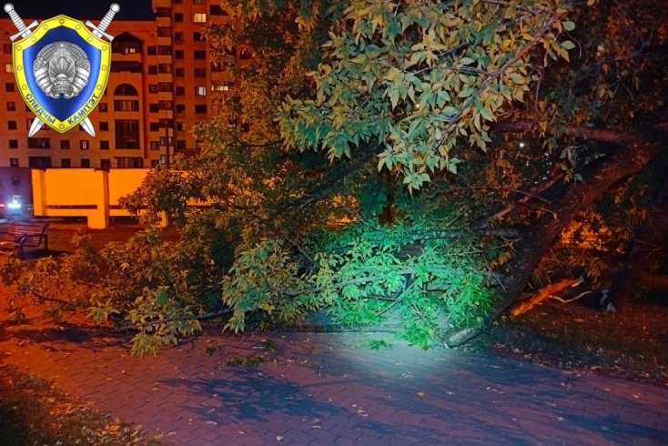В центре Минска на девушку упали ветви надломленного дерева — пострадавшая в больнице, в ситуации разбирается СК