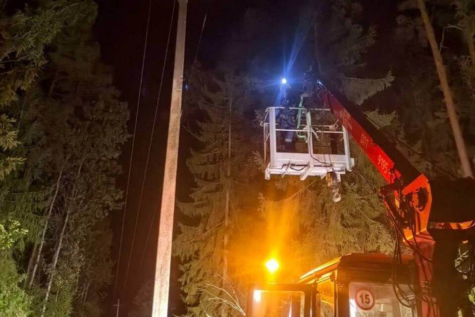 За сутки МЧС зафиксировало 488 случаев падения деревьев из-за непогоды, повреждено 15 автомобилей